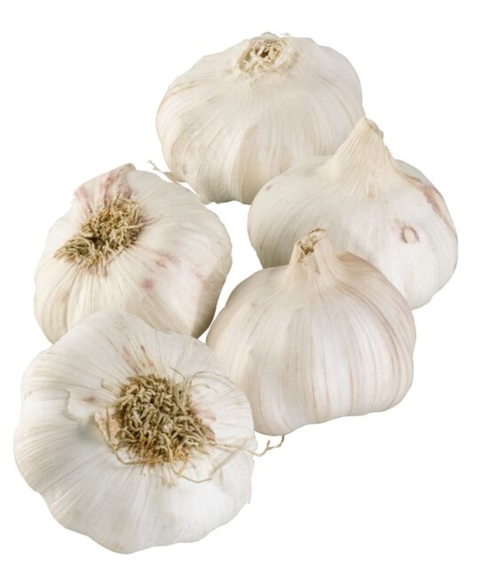 Knoblauch trocken