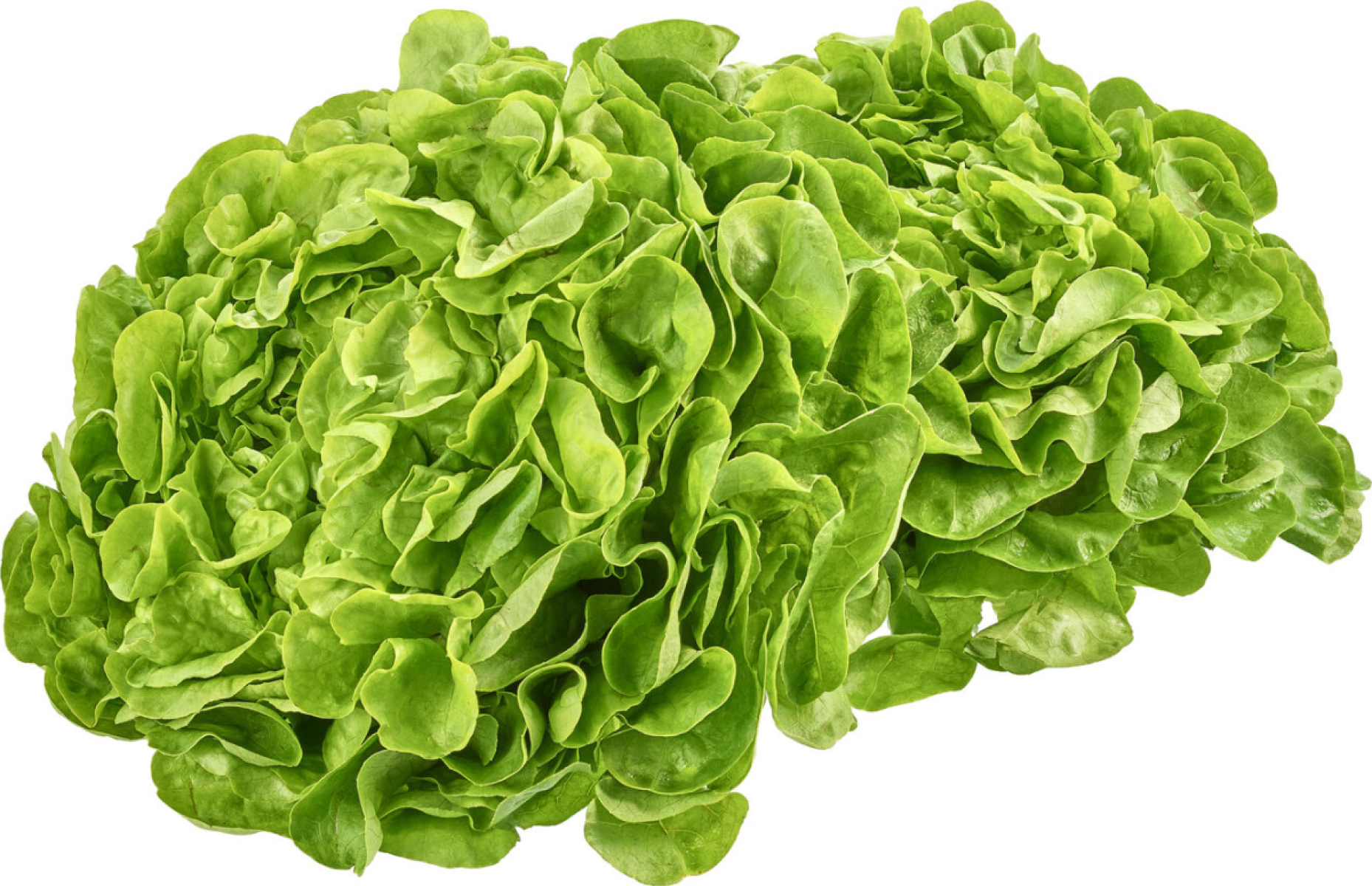 Eichblattsalat DEUTSCHLAND