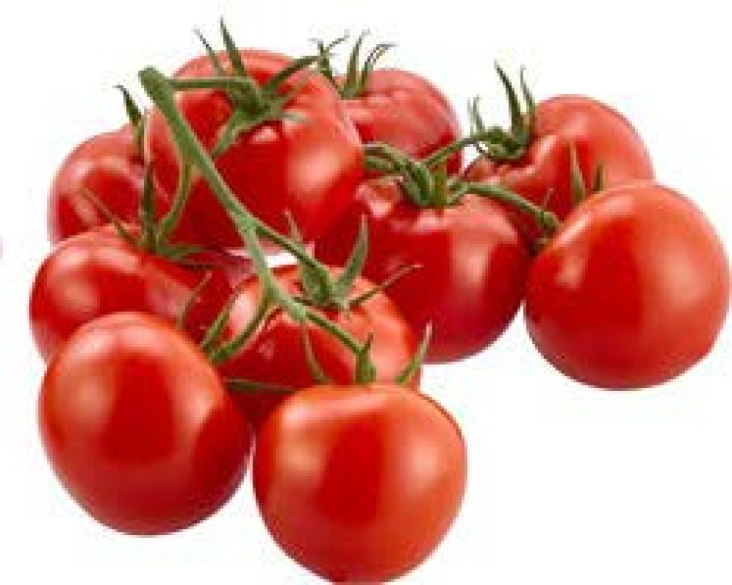 Strauchtomate DEUTSCHLAND