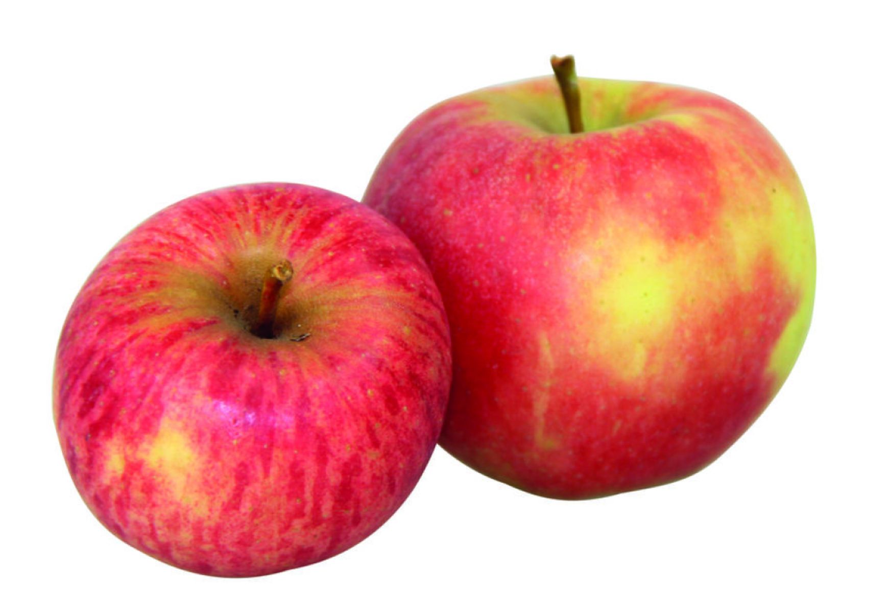 Apfel Elstar DEUTSCHLAND