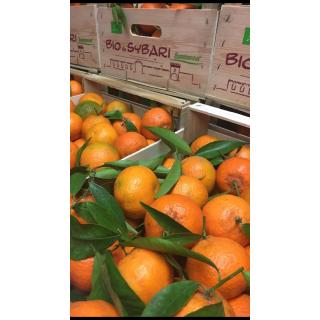 Bio-Clementinen Kiste 7 kg DEMETER