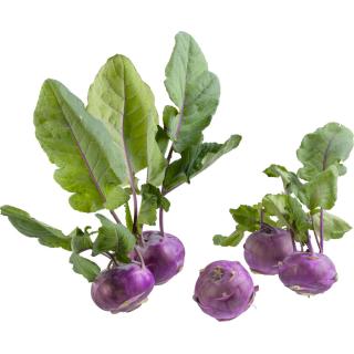 Kohlrabi blau DEUTSCHLAND