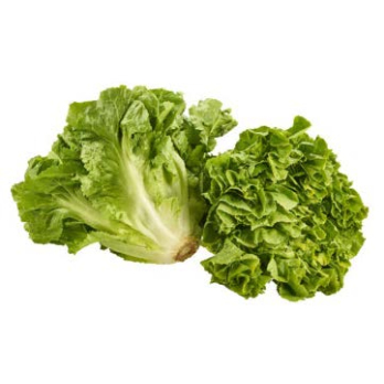 Endiviensalat DEUTSCHLAND DEMETER