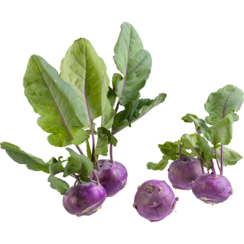 Kohlrabi blau DEUTSCHLAND